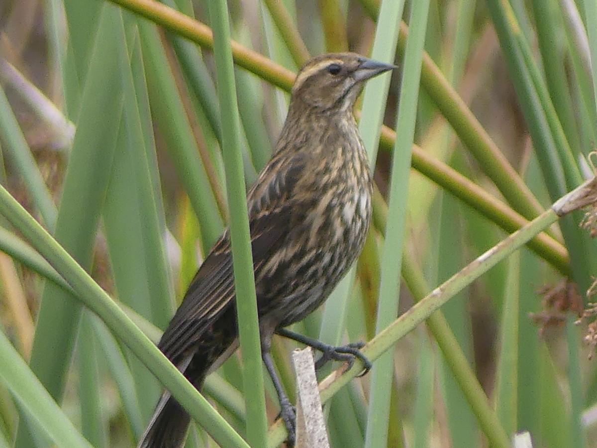 Red-winged Blackbird - ML644604243