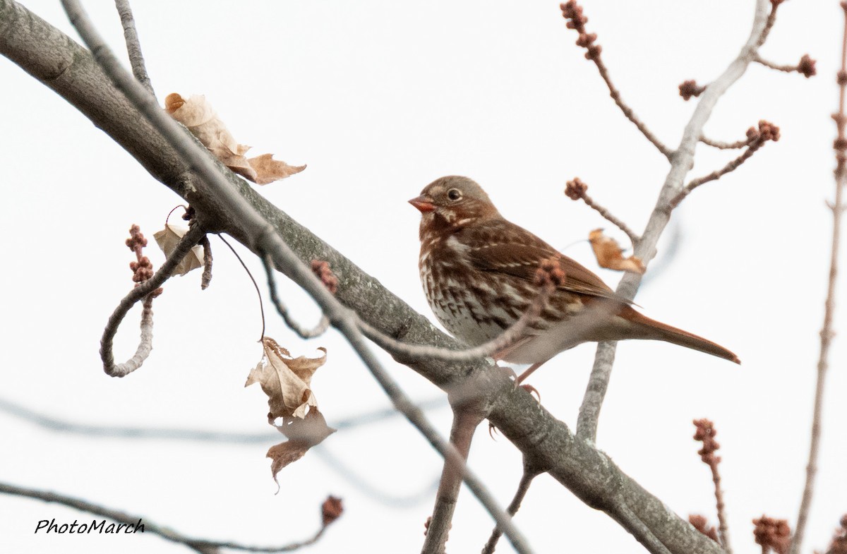 ゴマフスズメ - ML644604248