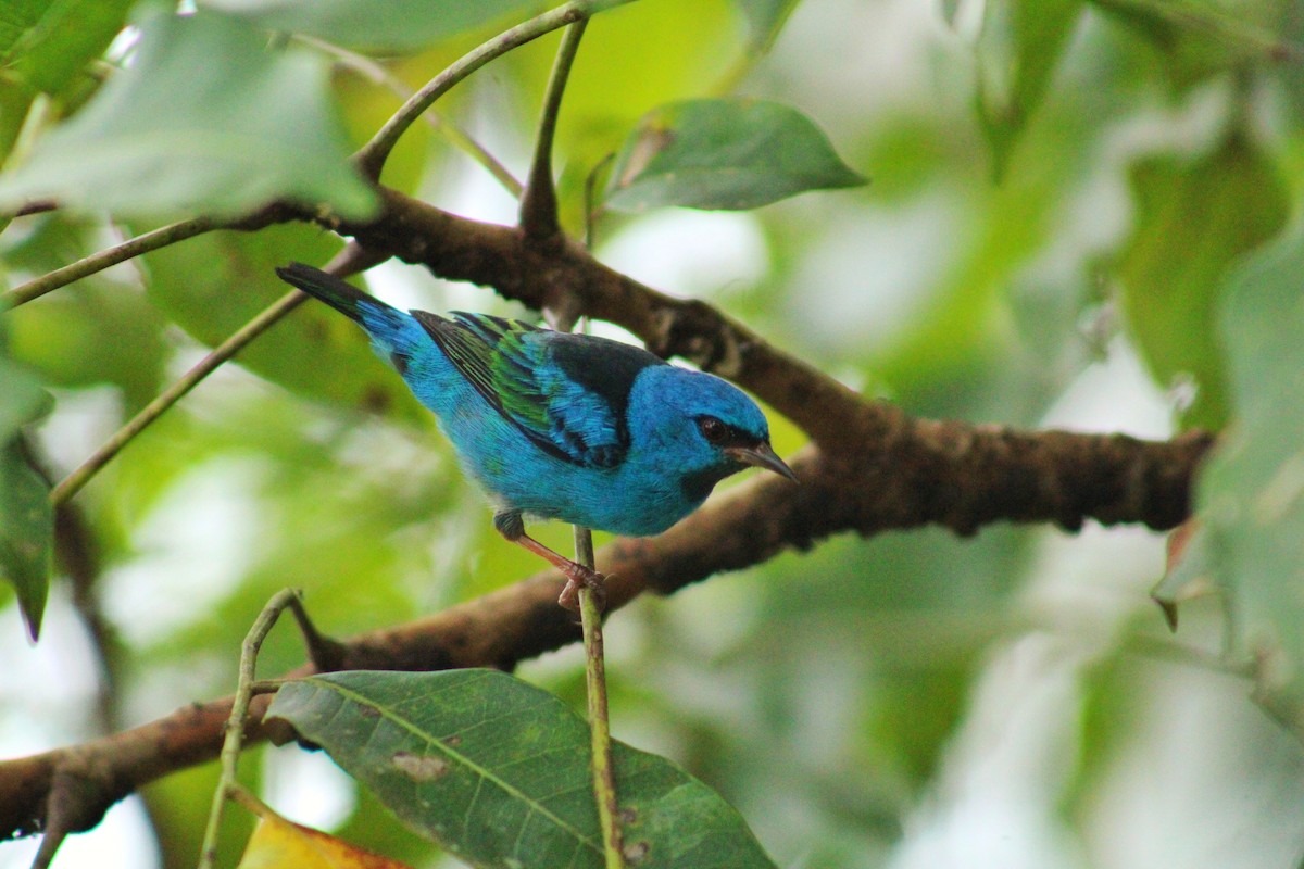 Синий дакнис - ML644604250