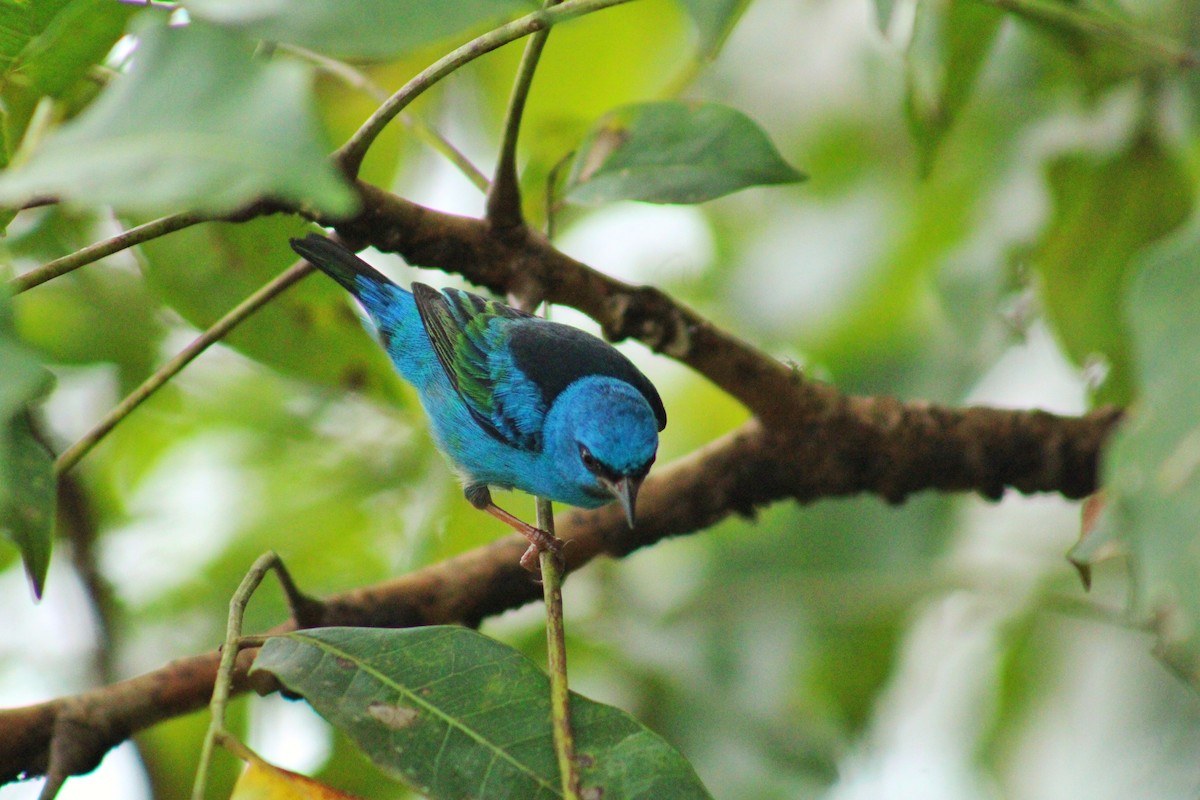 Синий дакнис - ML644604256