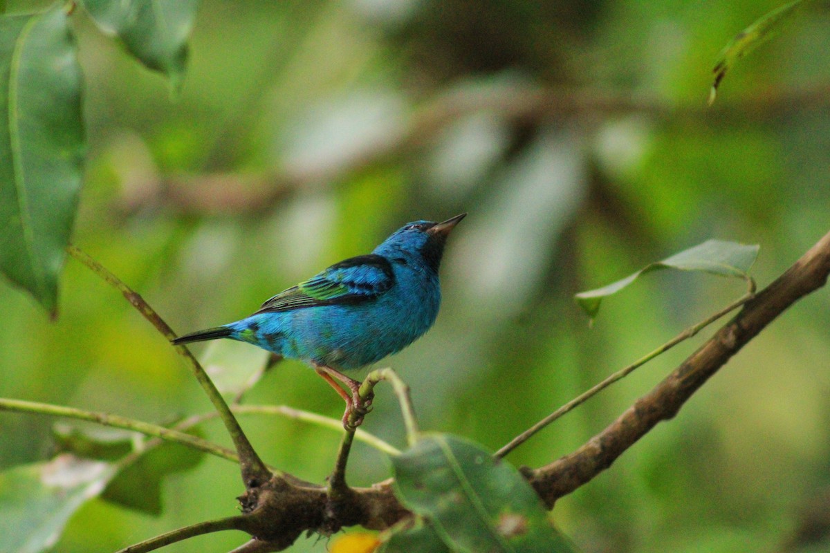 Синий дакнис - ML644604257