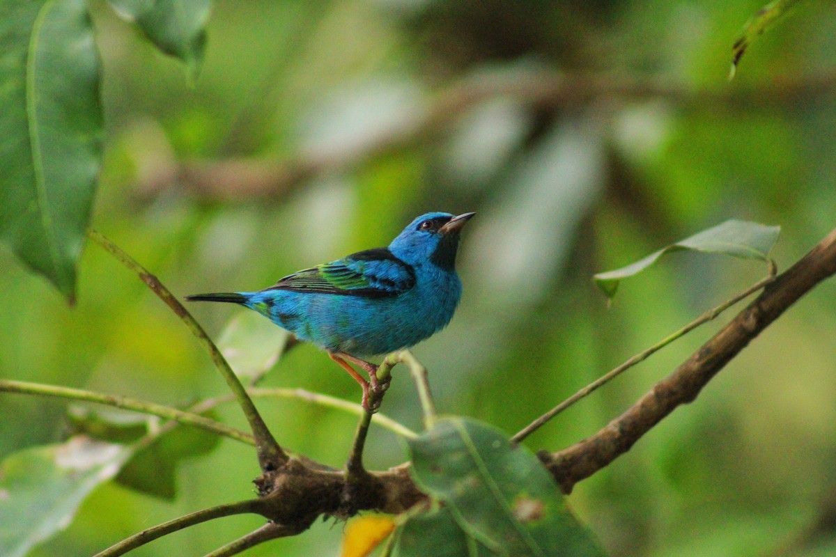 Синий дакнис - ML644604260