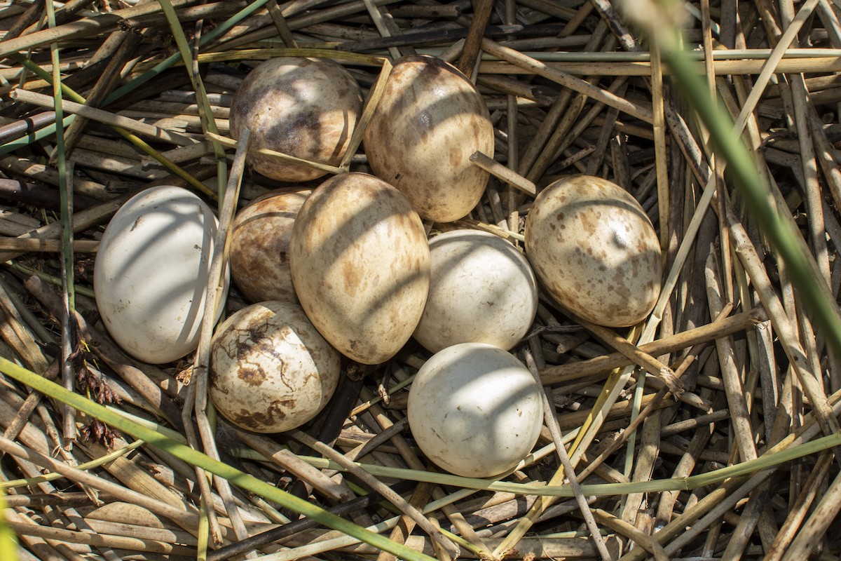 Limpkin - ML644604261