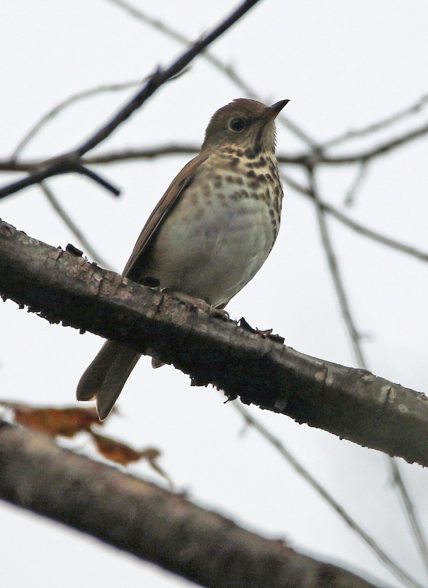 Дрозд-отшельник - ML644604268