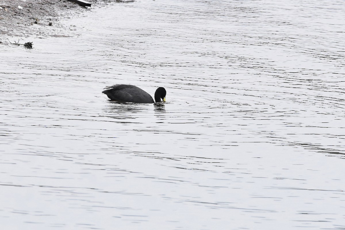 Желтоклювая лысуха - ML644604269