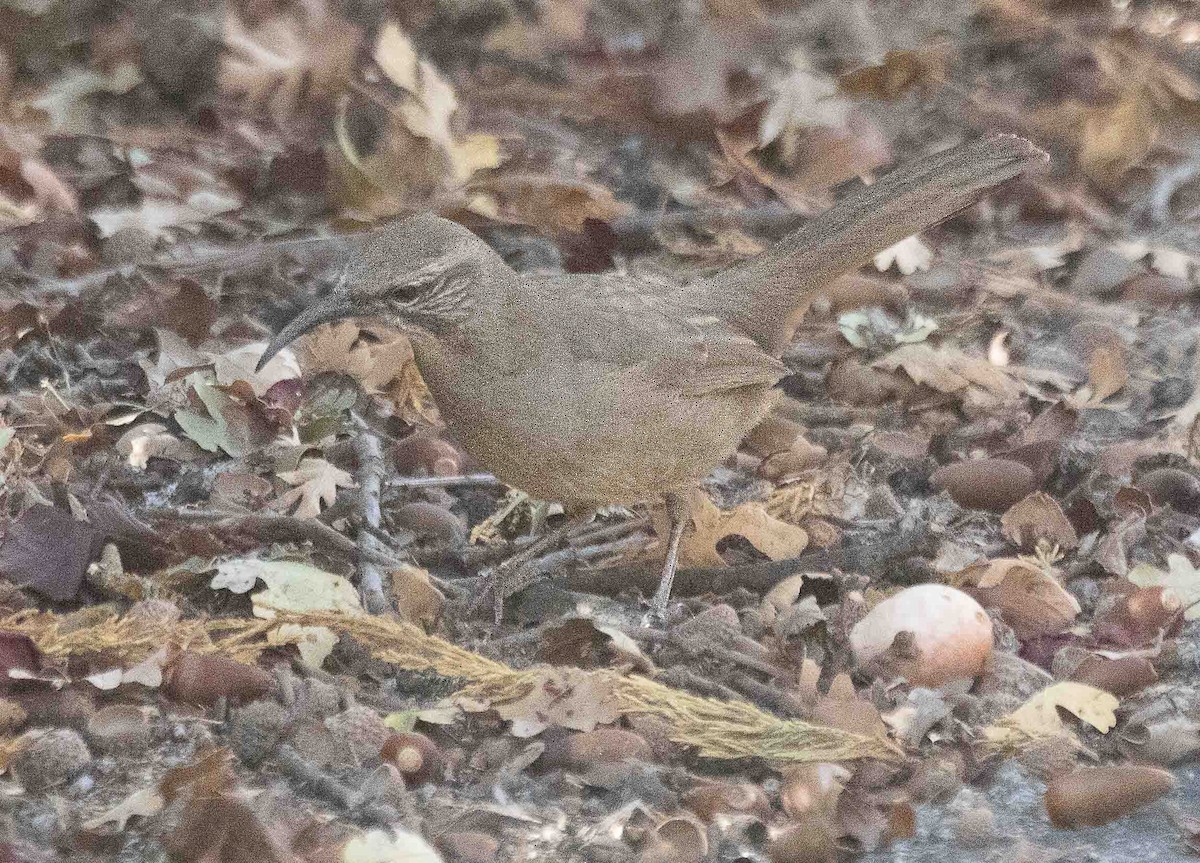 Калифорнийский пересмешник - ML644604271