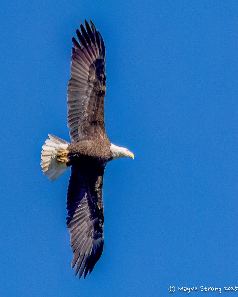 Белоголовый орлан - ML644604275