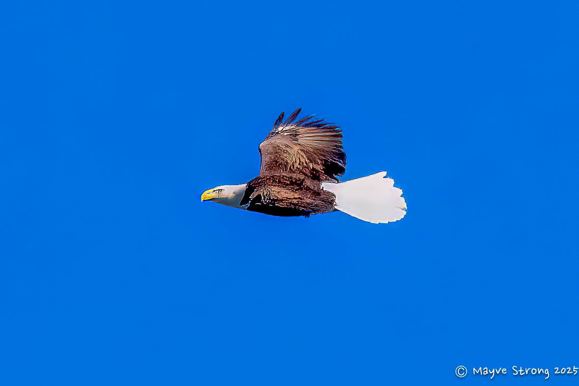 Белоголовый орлан - ML644604276