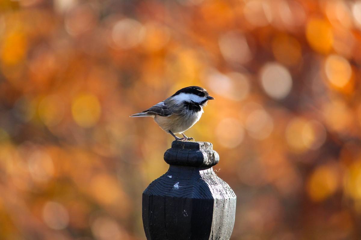 Черношапочная гаичка - ML644604277