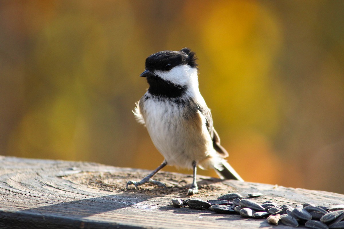 Черношапочная гаичка - ML644604278