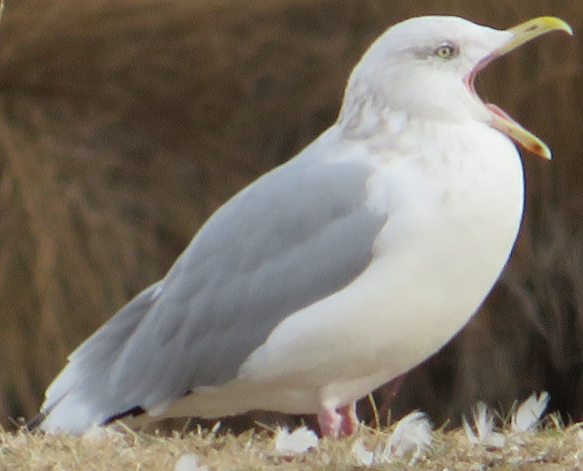 Американская чайка - ML644604279