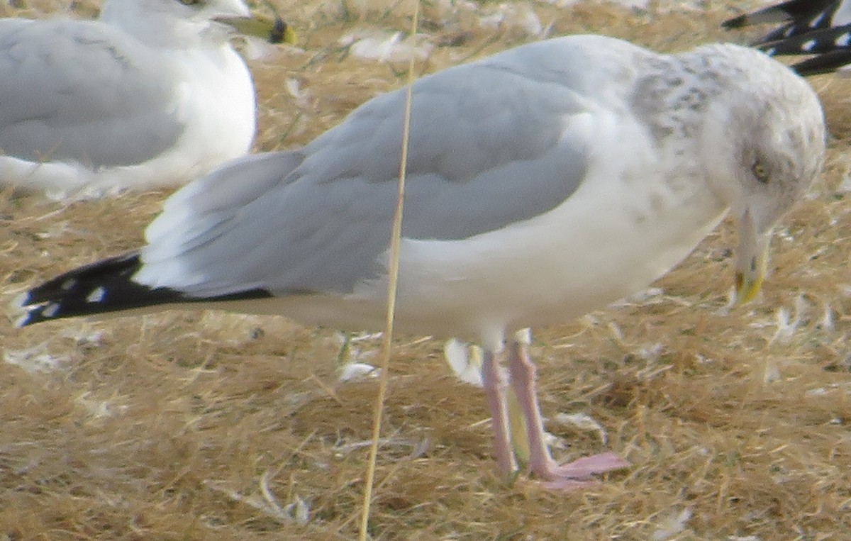 Американская чайка - ML644604280