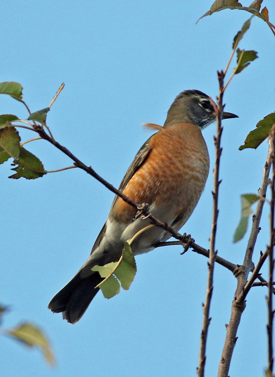 Странствующий дрозд - ML644604281