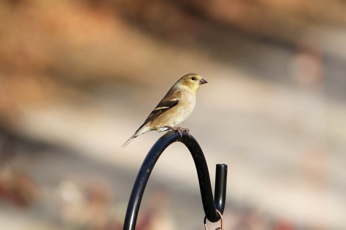 Американский чиж - ML644604283