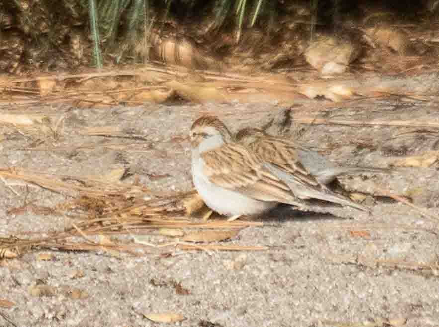 Малая воробьиная овсянка - ML644604284