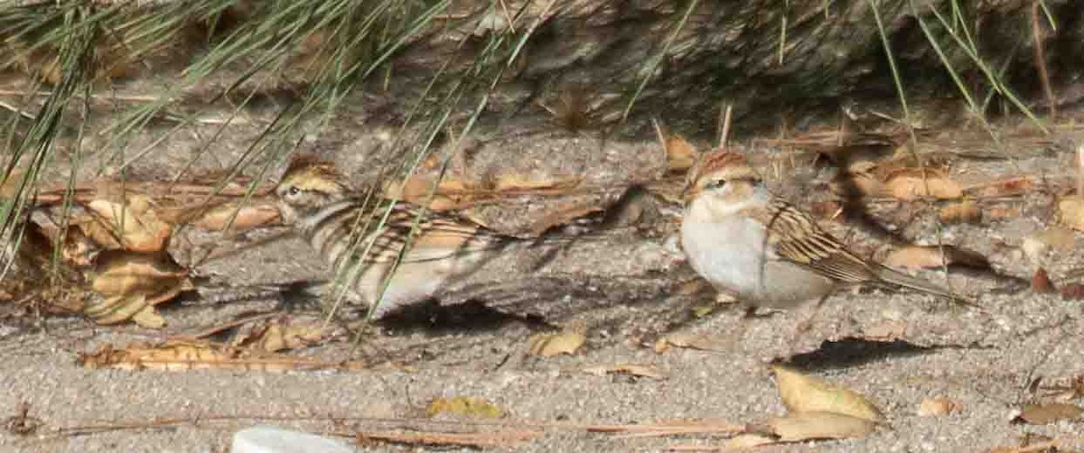 Малая воробьиная овсянка - ML644604285