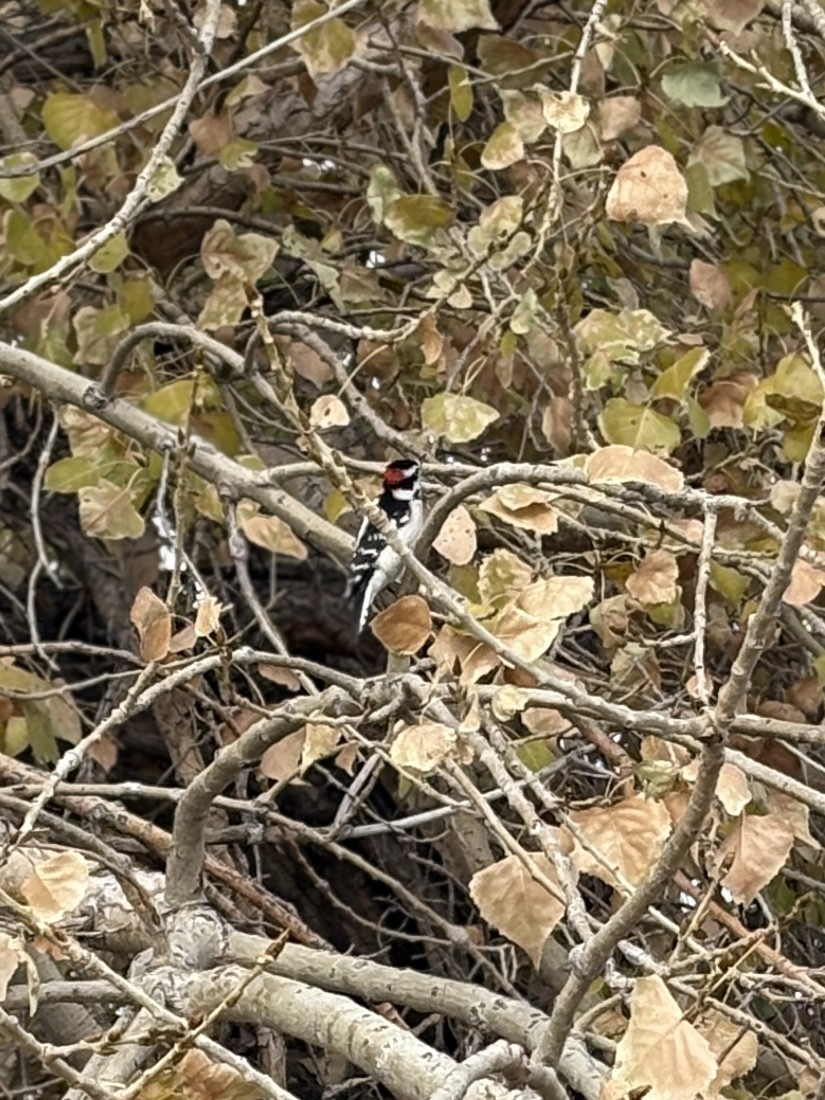 Пушистый дятел - ML644604288