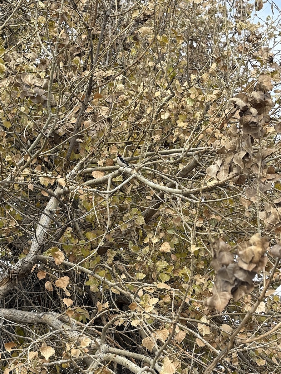 Downy Woodpecker - ML644604289