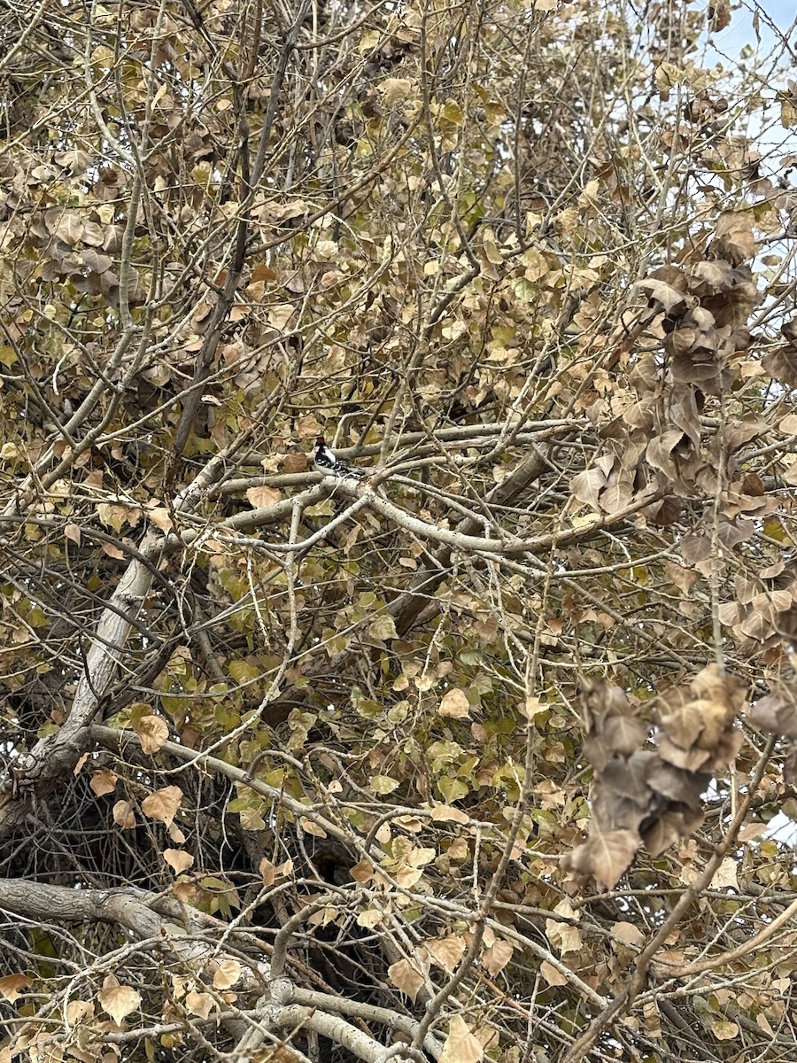 Downy Woodpecker - ML644604290