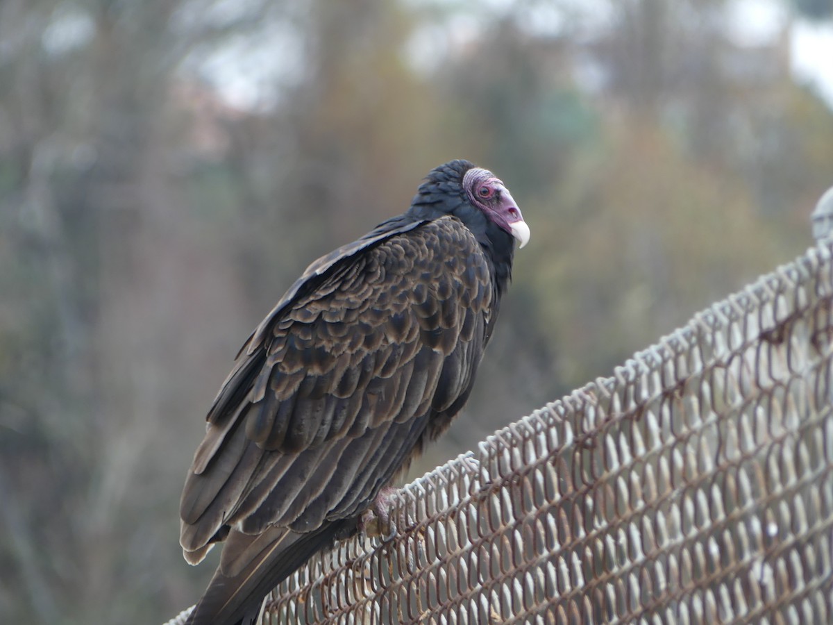 Катарта-индейка - ML644604297