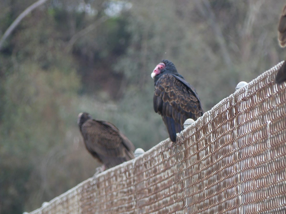 Катарта-индейка - ML644604298