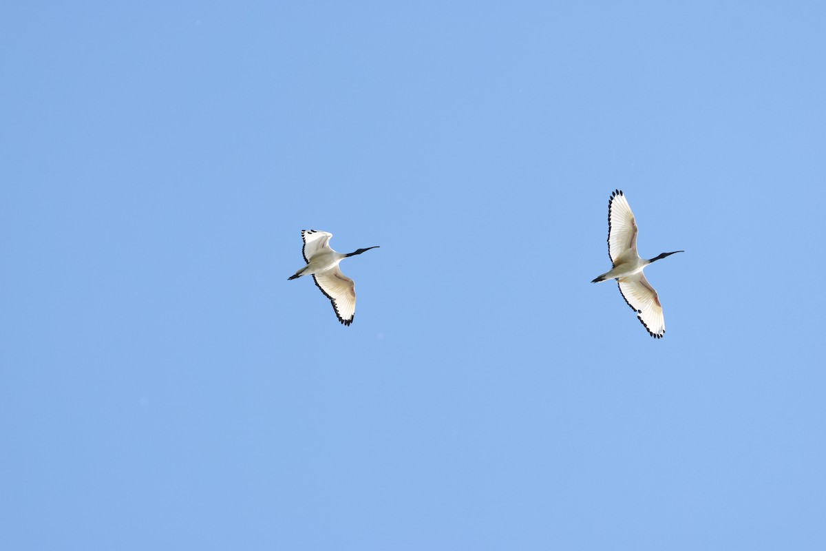 Священный ибис - ML644604300