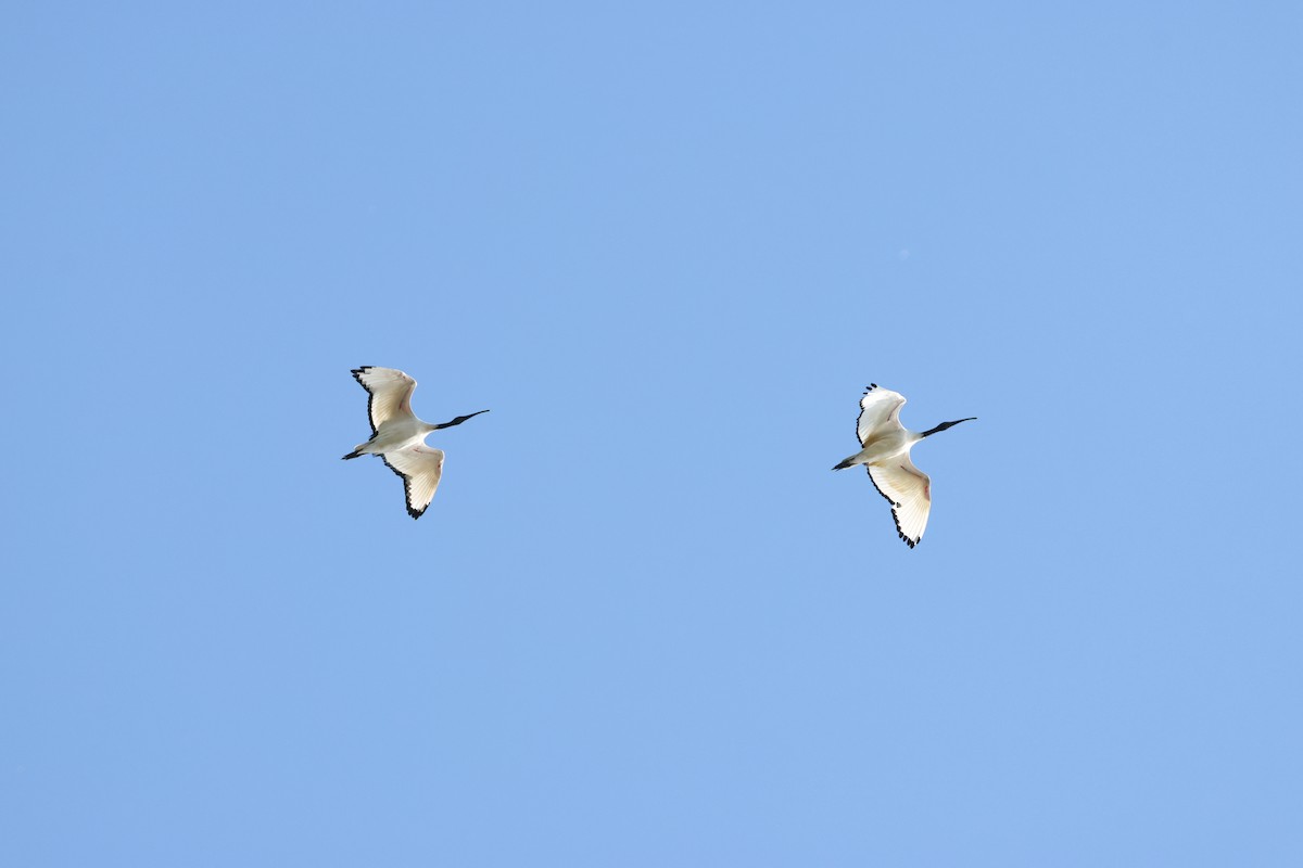 Священный ибис - ML644604301