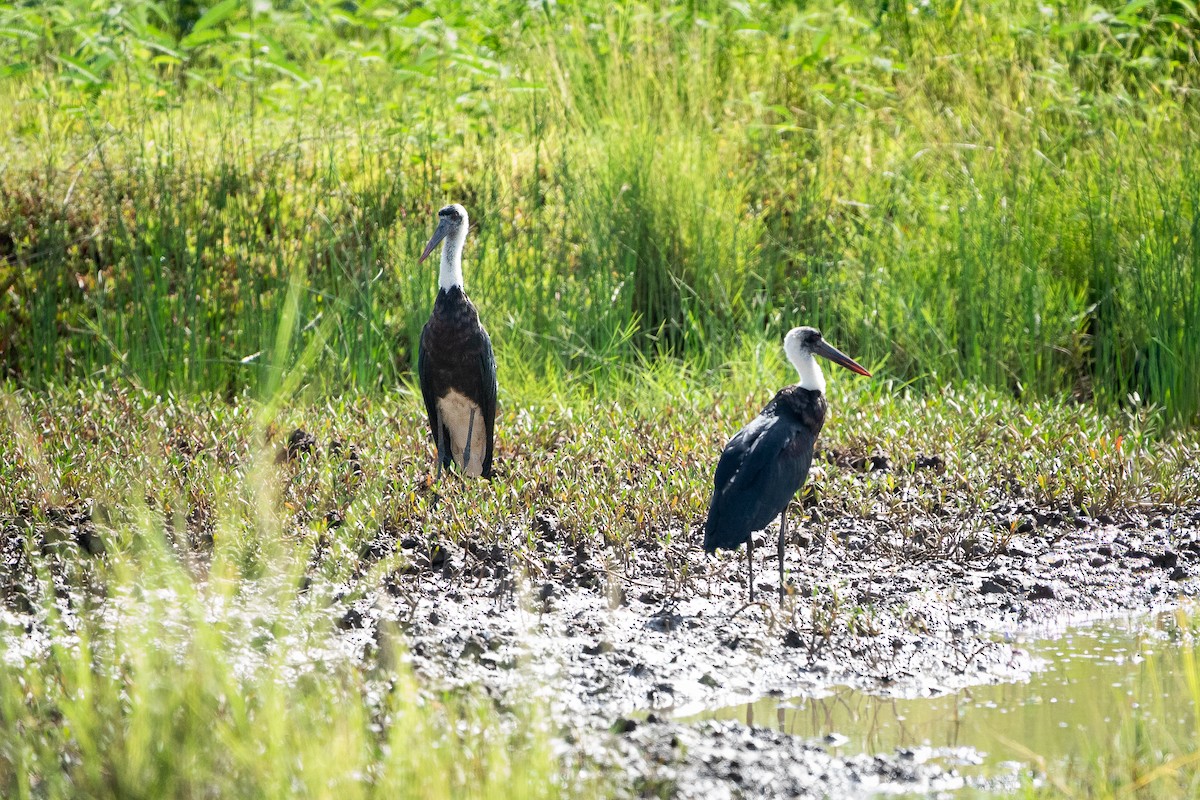 African Woolly-necked Stork - ML644604302