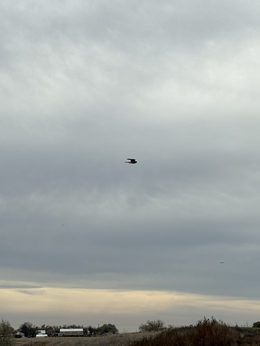 American Kestrel - ML644604303