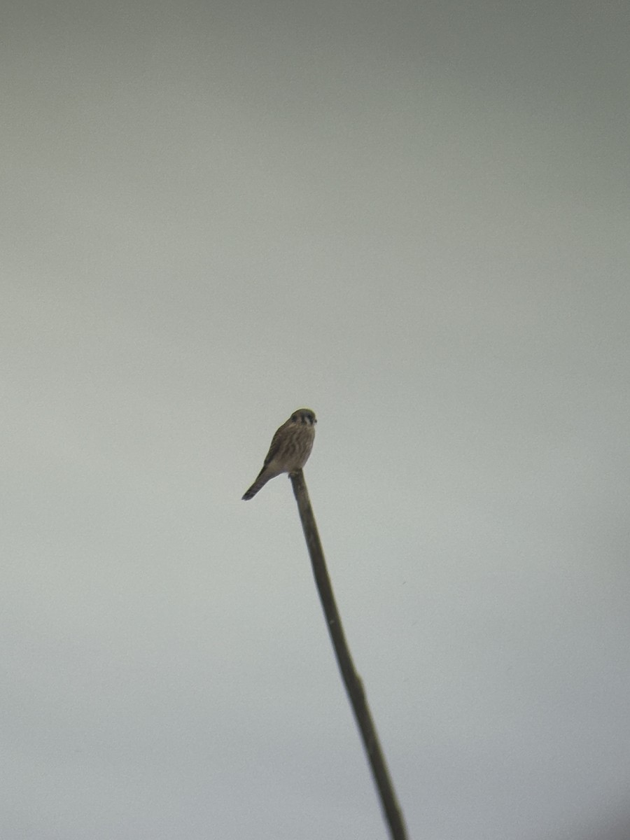 American Kestrel - ML644604304