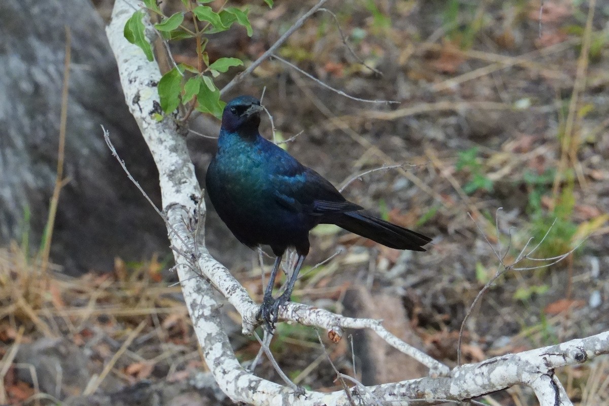 Большой спрео - ML644604306