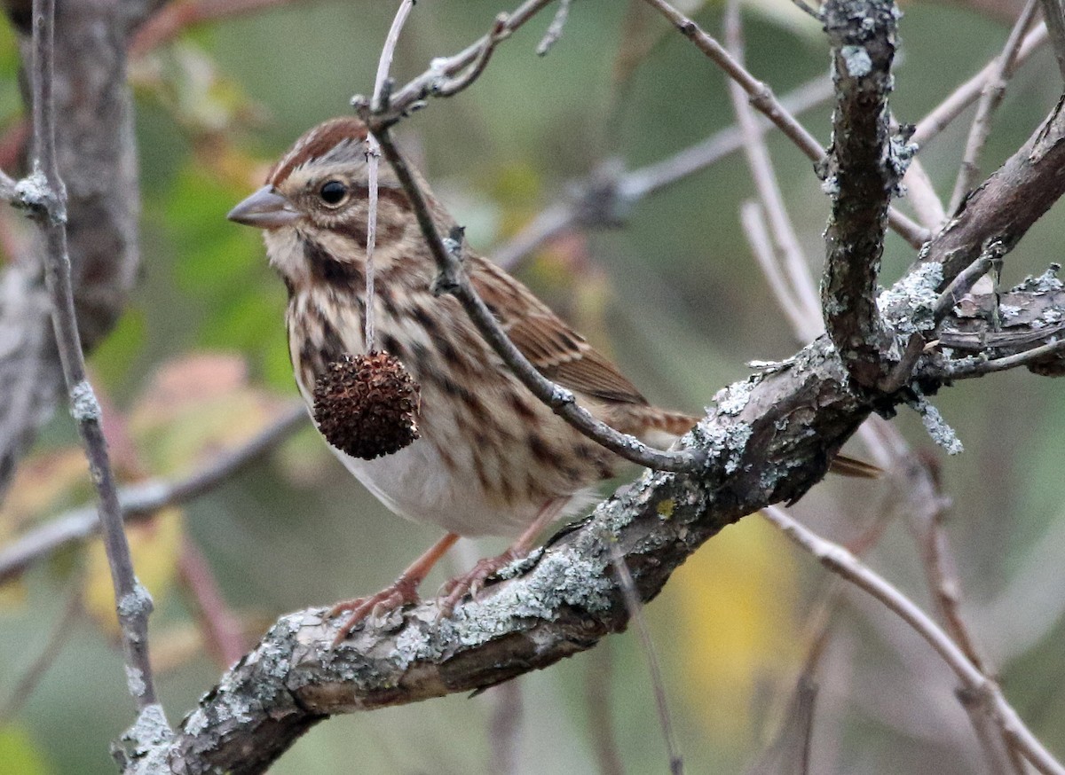 Певчая овсянка - ML644604307