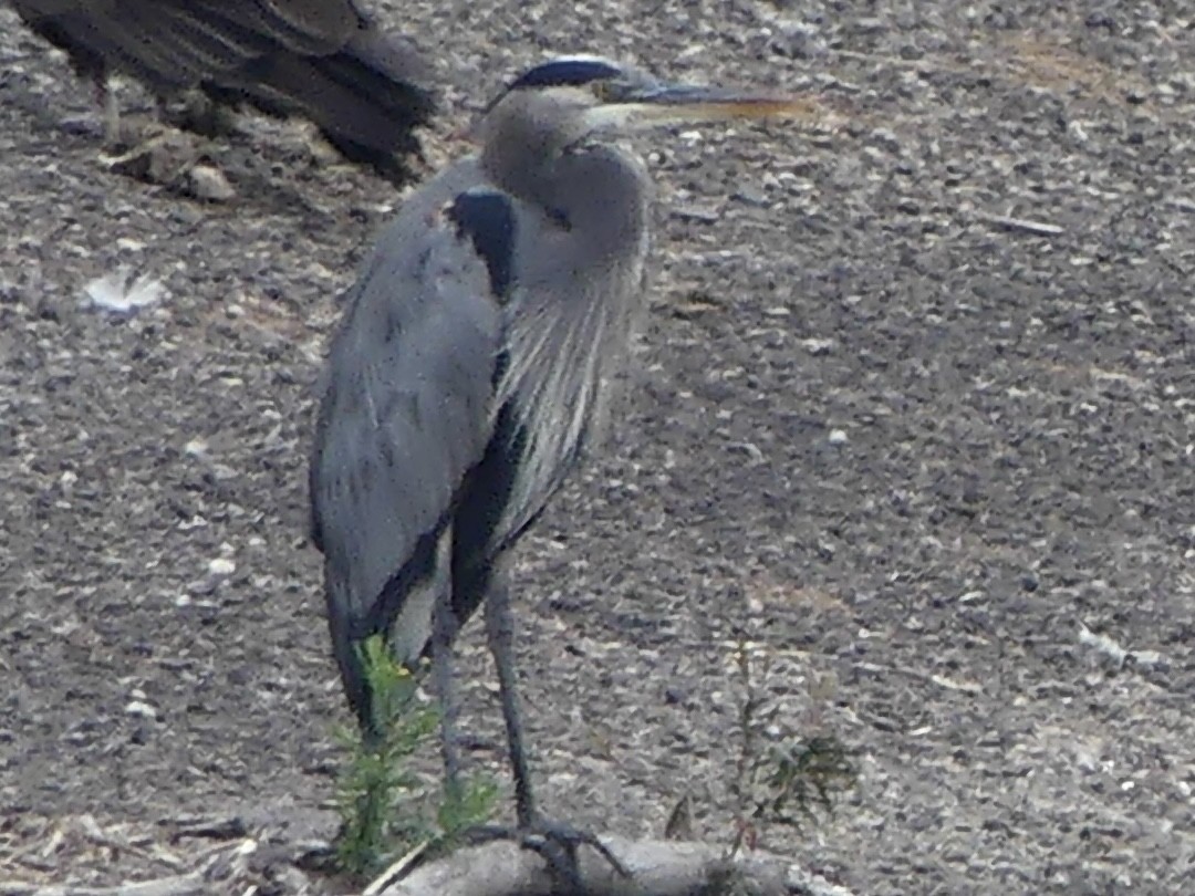 Большая голубая цапля - ML644604309