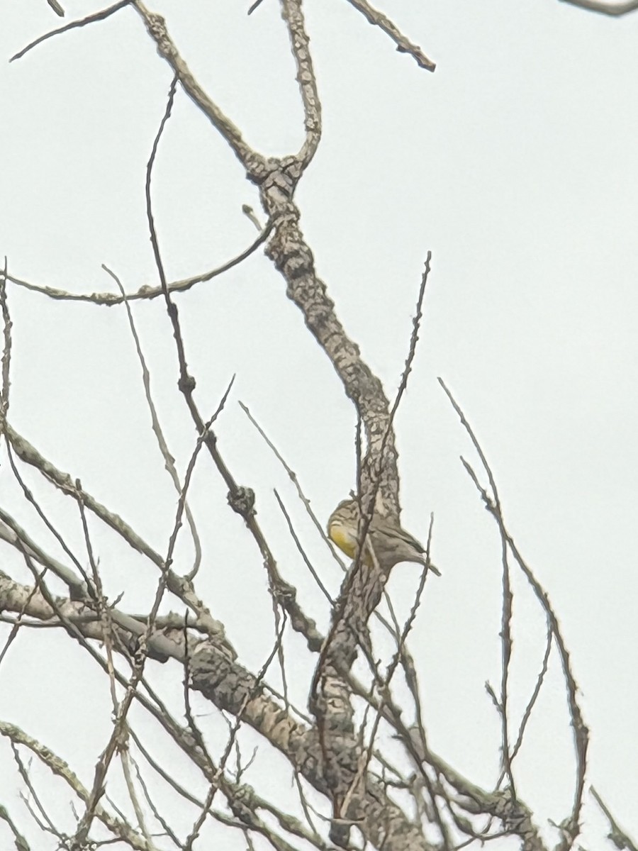 Western Meadowlark - ML644604311