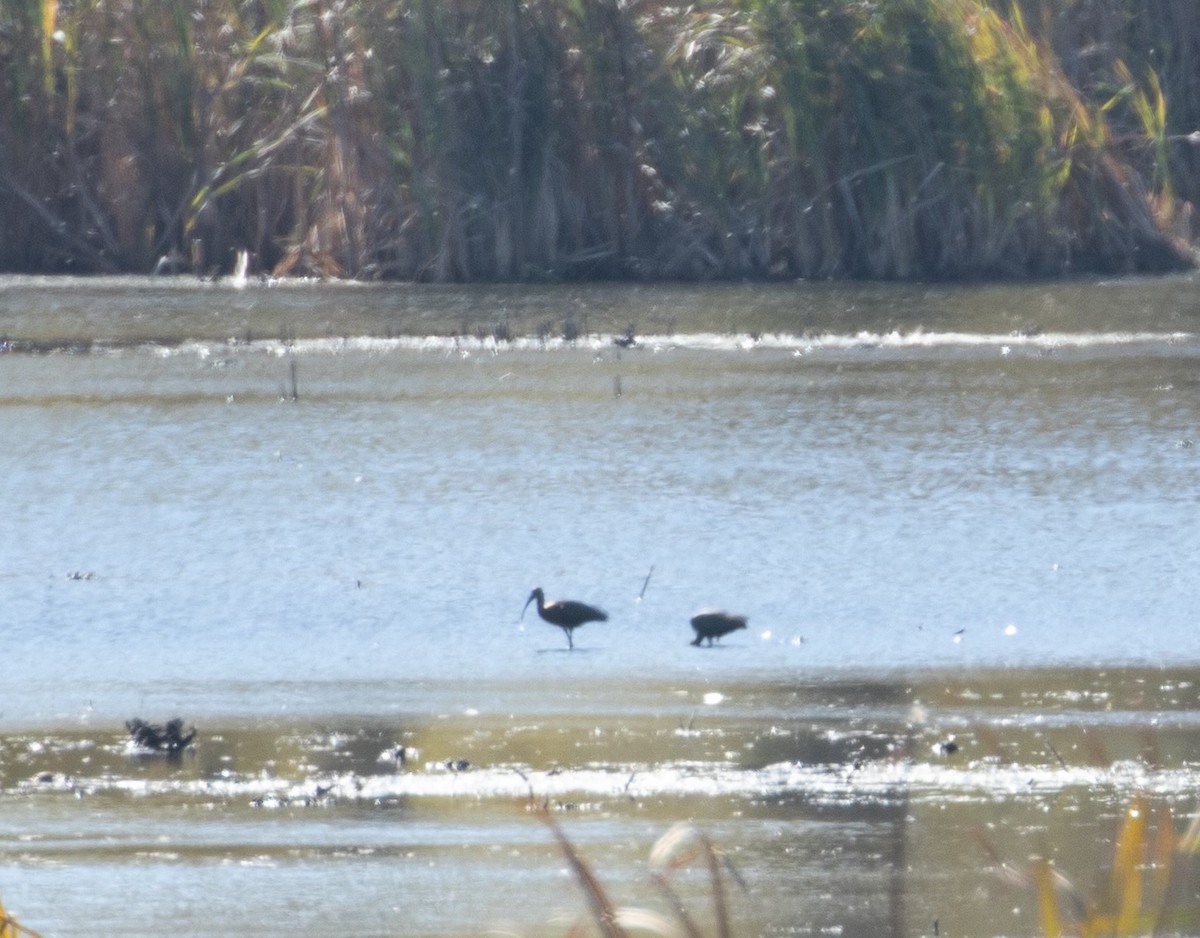 Çeltikçi/Ak Yüzlü Çeltikçi - ML644604312