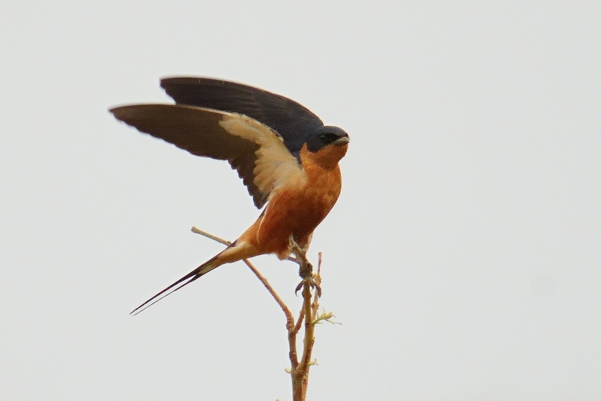 Рыжегрудая ласточка - ML644604313