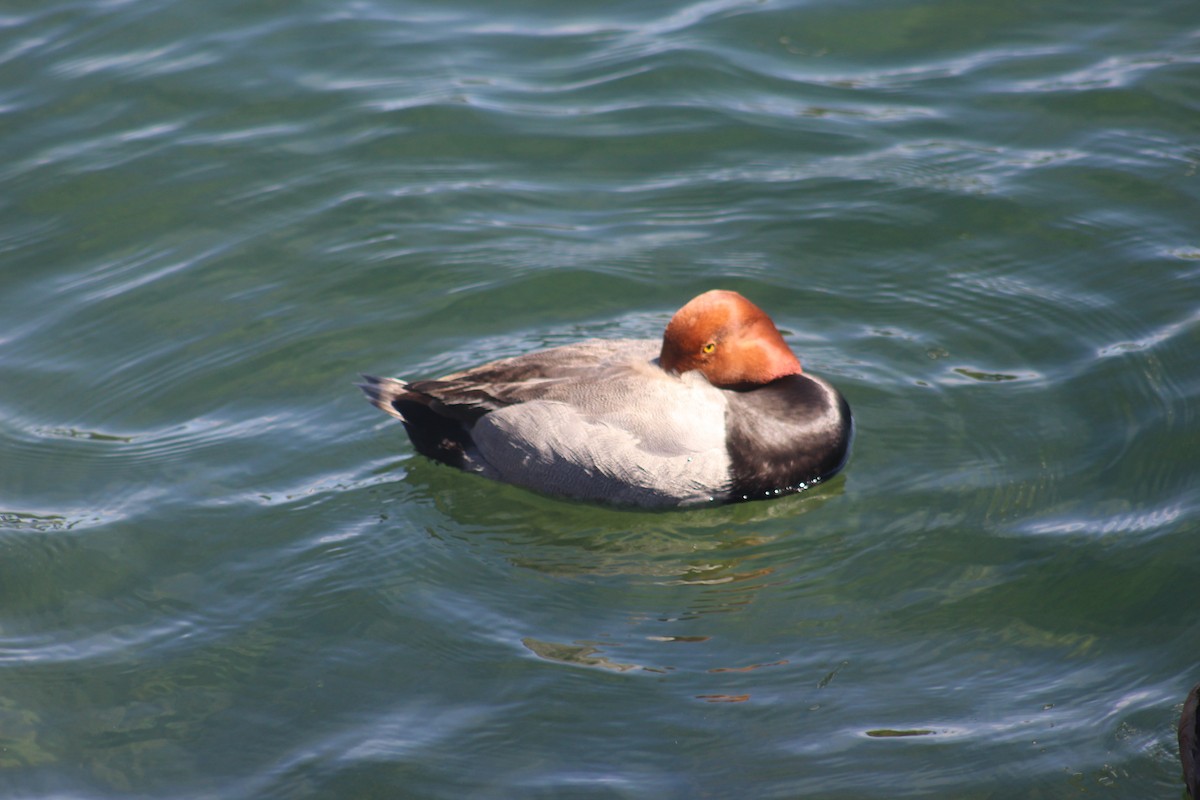 Redhead - ML644604314