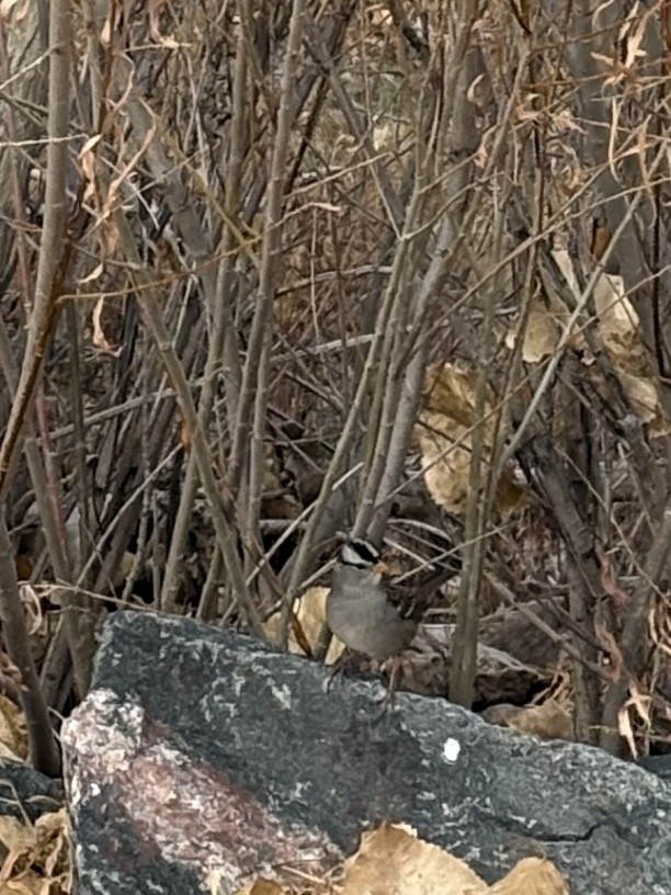 White-crowned Sparrow - ML644604316