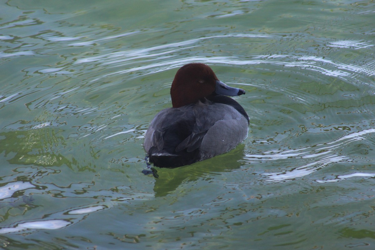Redhead - ML644604325