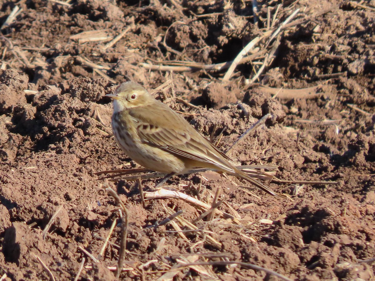 American Pipit - ML644604327