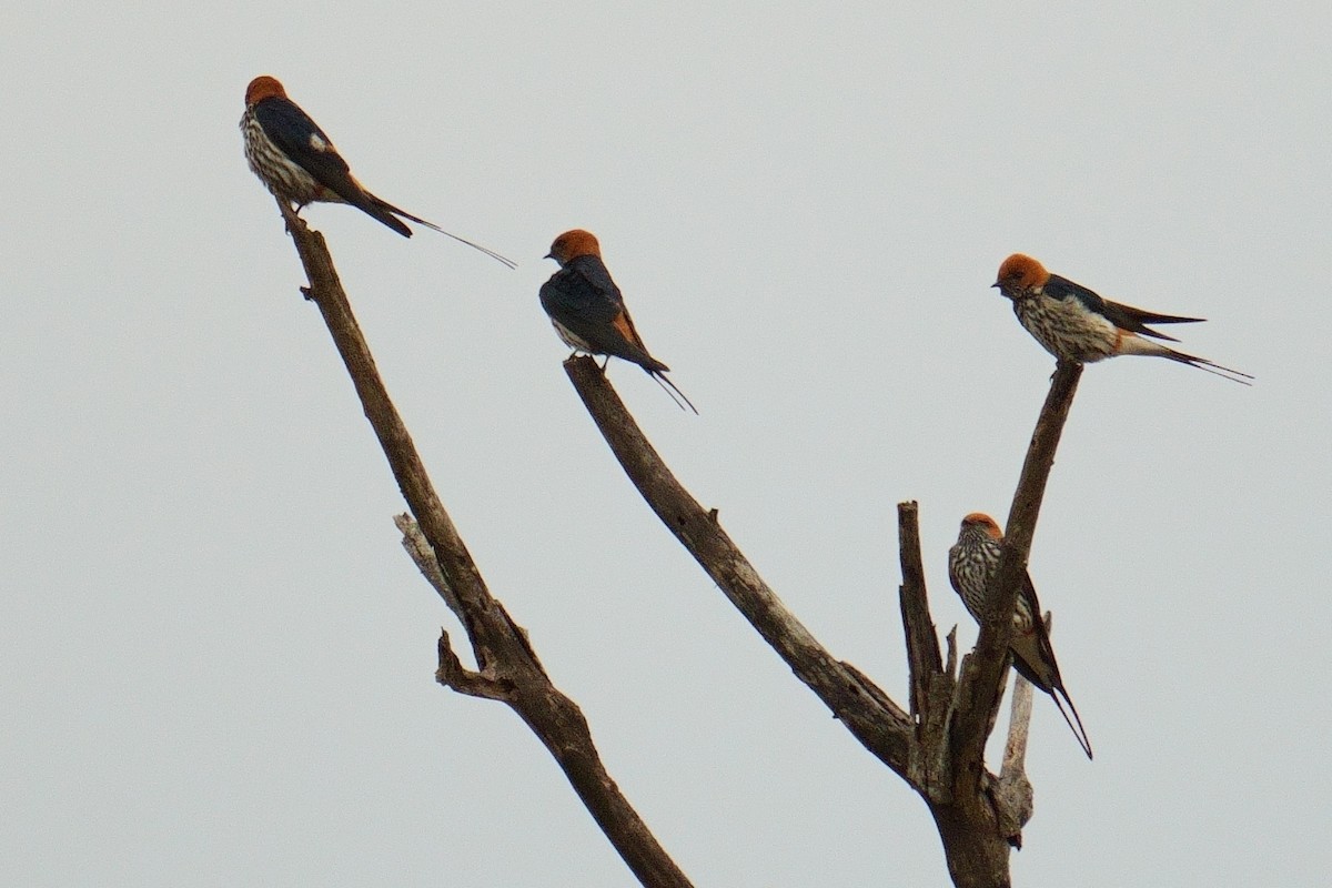 Lesser Striped Swallow - ML644604335