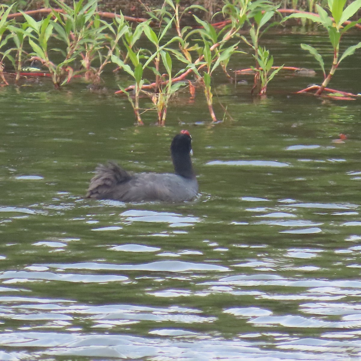 Folaga crestata - ML644604347