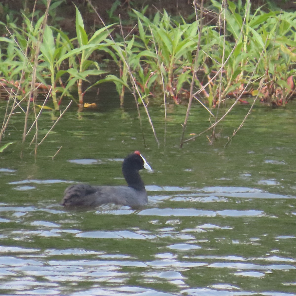 Folaga crestata - ML644604348