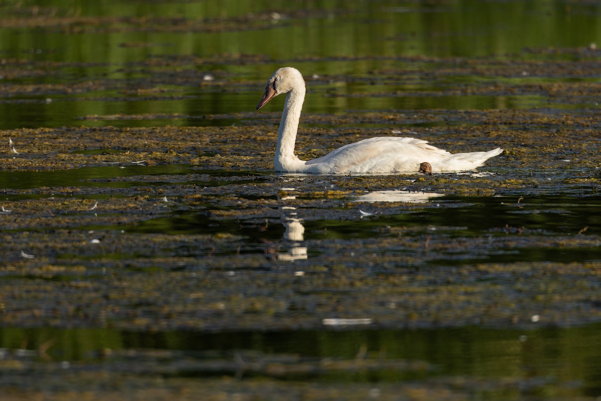 Cygne tuberculé - ML644604353