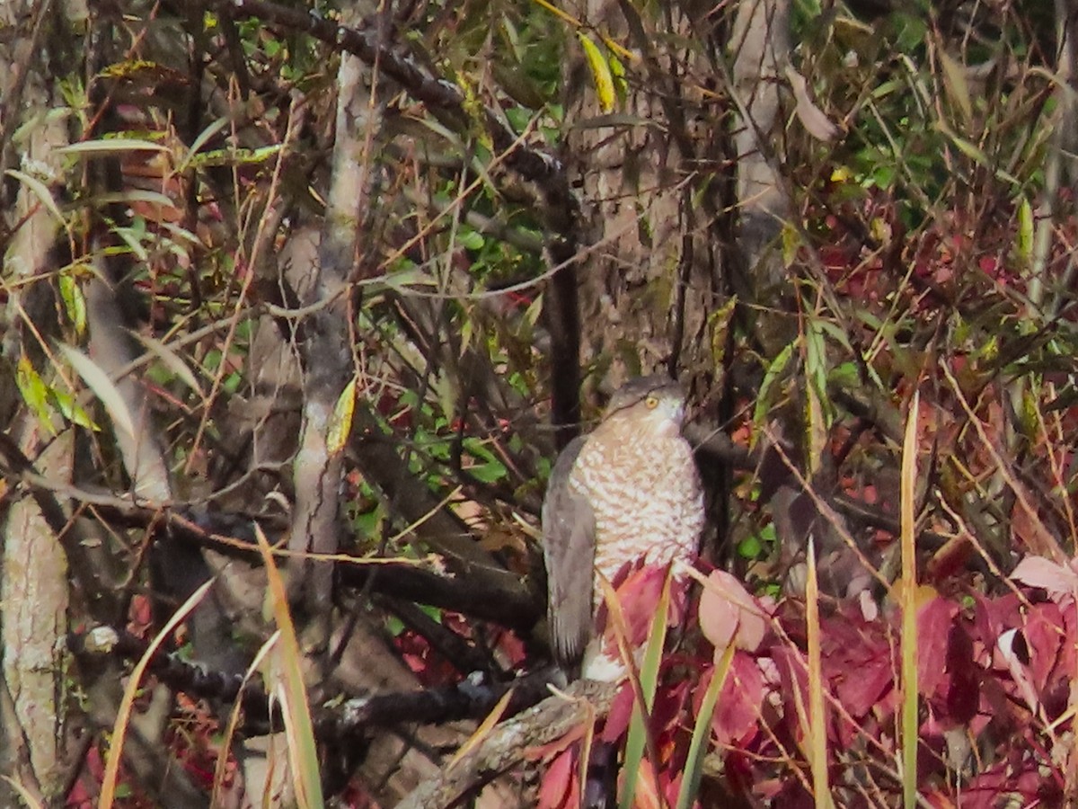 Cooper's Hawk - ML644604355