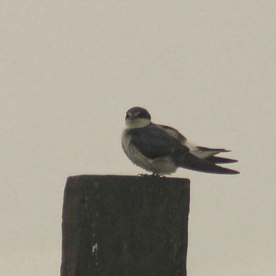 White-rumped Swallow - ML644604359