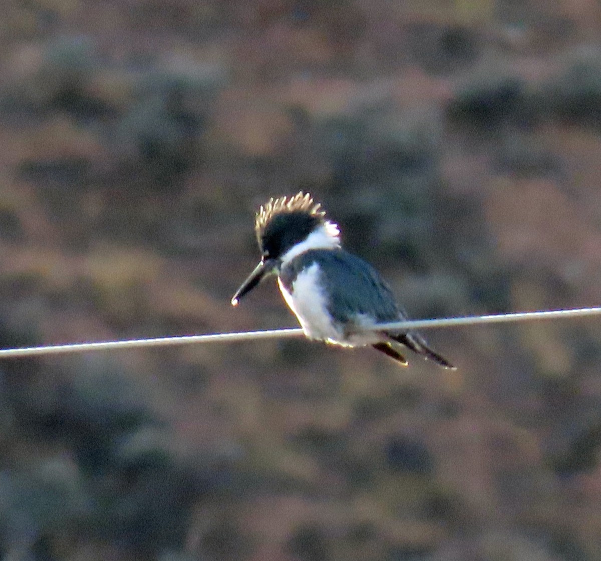 Belted Kingfisher - ML644604360