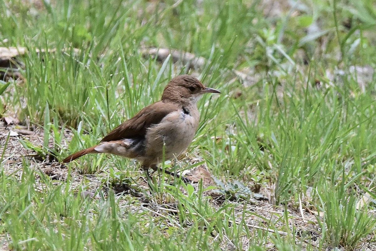 Rosttöpfer - ML644604364