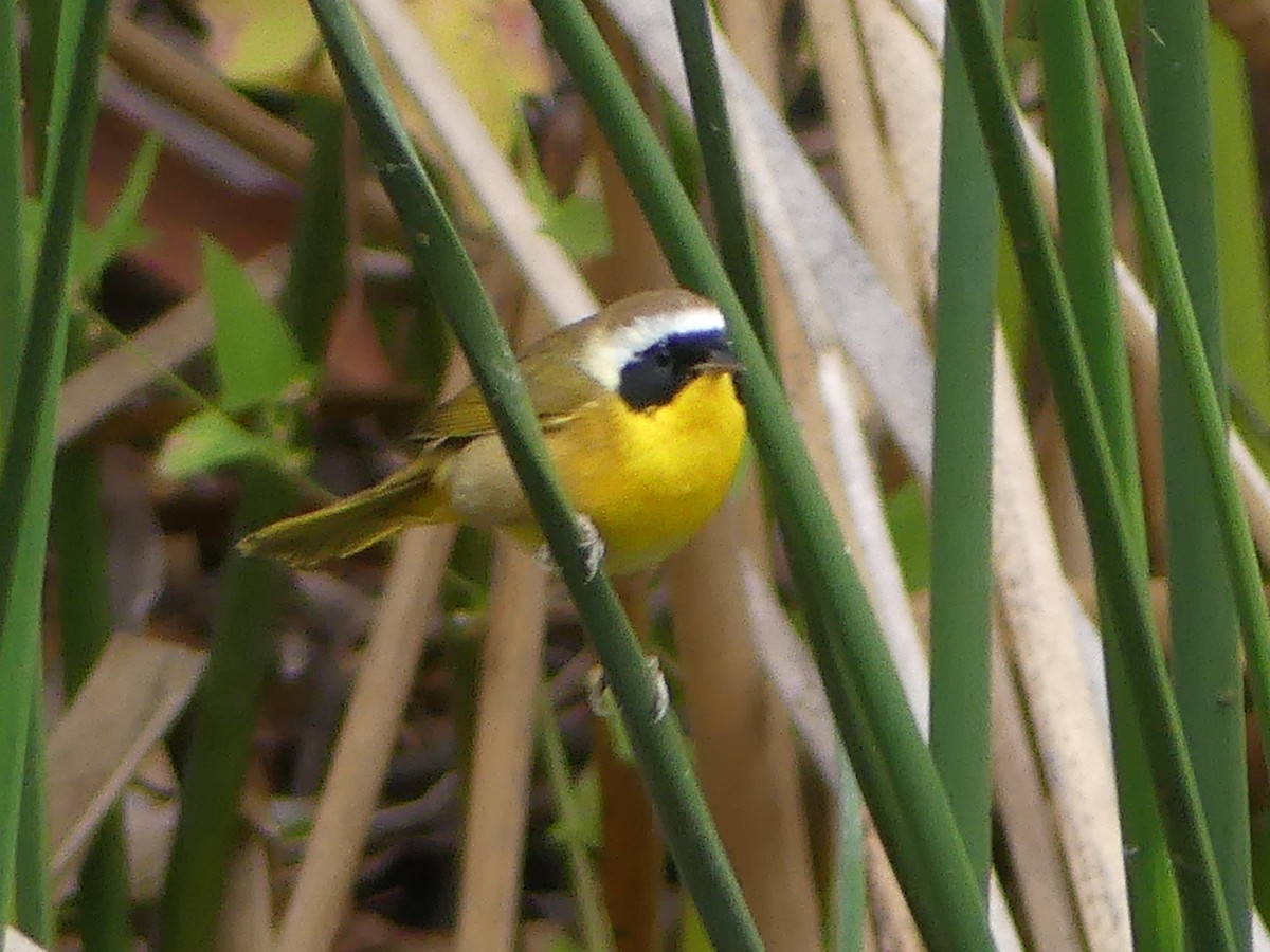 Common Yellowthroat - ML644604371