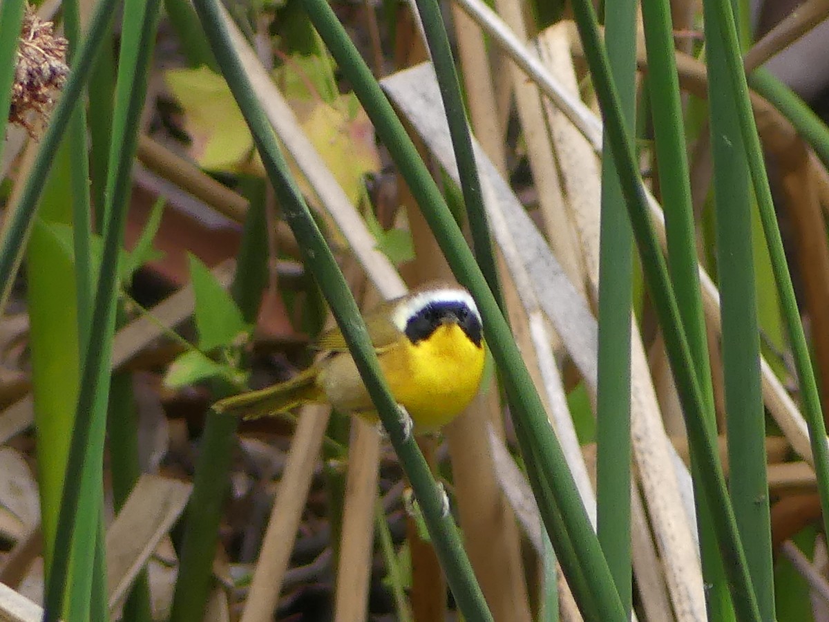 Common Yellowthroat - ML644604372